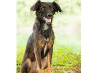 Adote um melhor amigo: cães adultos também querem um lar — foto 3 de 16