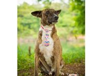 Adote um melhor amigo: cães adultos também querem um lar — foto 4 de 16