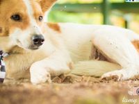 Adote um melhor amigo: cães adultos também querem um lar — foto 5 de 16