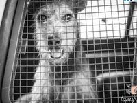Adote um melhor amigo: cães adultos também querem um lar — foto 6 de 16