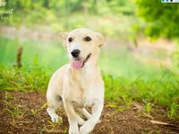 Adote um melhor amigo: cães adultos também querem um lar — foto 7 de 16
