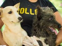 Adote um melhor amigo: cães adultos também querem um lar — foto 9 de 16
