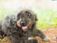 Adote um melhor amigo: cães adultos também querem um lar — foto 10 de 16