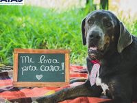 Adote um melhor amigo — foto 2 de 14