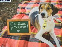 Adote um melhor amigo — foto 3 de 14