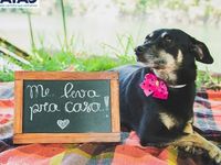 Adote um melhor amigo — foto 4 de 14
