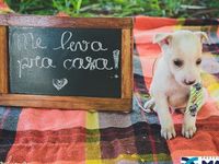Adote um melhor amigo — foto 5 de 14